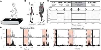 Corticospinal drive is associated with temporal walking adaptation in both healthy young and older adults